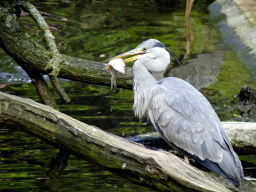 Fischreiher